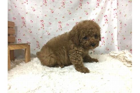 成約済の滋賀県のトイプードル-29627の1枚目