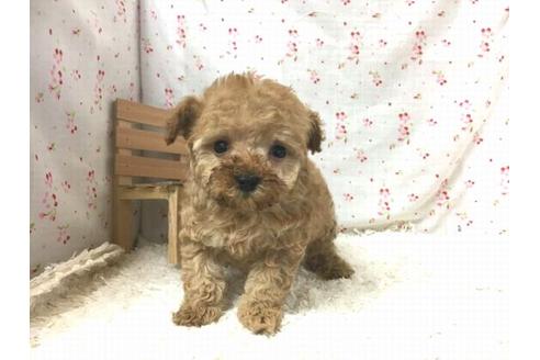 成約済の滋賀県のトイプードル-29628の2枚目