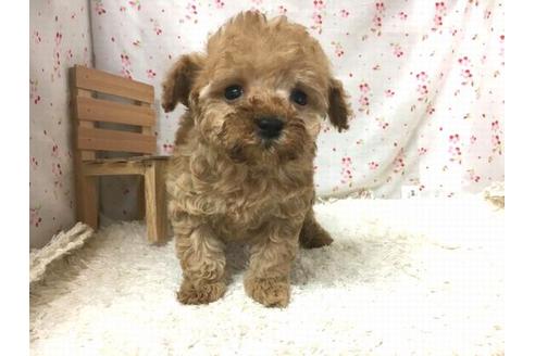 成約済の滋賀県のトイプードル-29628の1枚目