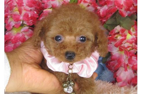 成約済の茨城県のトイプードル-29643の1枚目