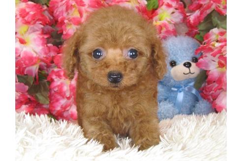 成約済の茨城県のトイプードル-29643の2枚目