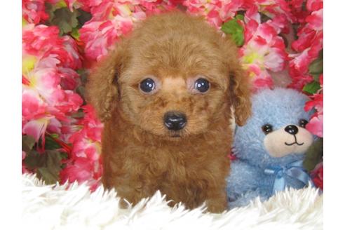 成約済の茨城県のトイプードル-29643の3枚目