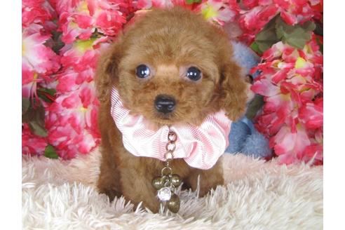 成約済の茨城県のトイプードル-29643の4枚目