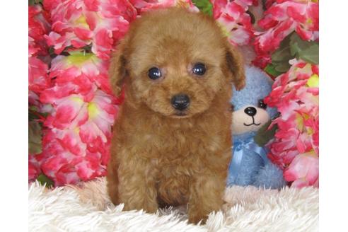 成約済の茨城県のトイプードル-29644の1枚目