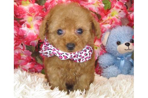 成約済の茨城県のトイプードル-29644の2枚目