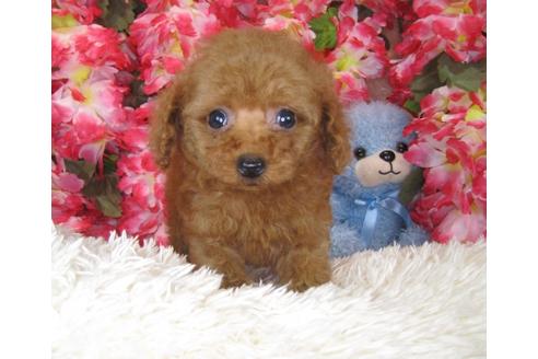 成約済の茨城県のトイプードル-29644の3枚目