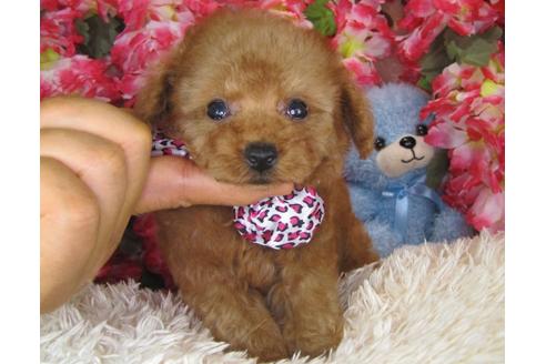 成約済の茨城県のトイプードル-29644の4枚目