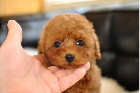 成約済の茨城県のトイプードル-29686の3枚目