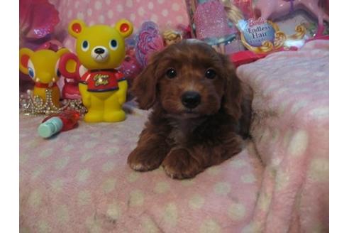 成約済の静岡県のミックス犬-29374の1枚目