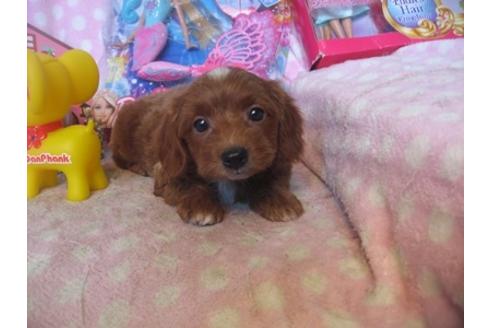 成約済の静岡県のミックス犬-29374の3枚目