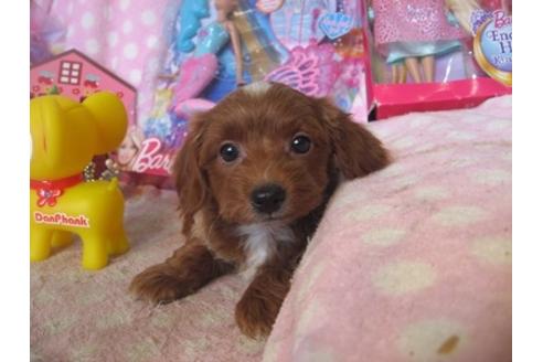 成約済の静岡県のミックス犬-29374の5枚目
