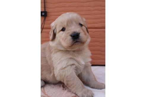 成約済の茨城県のゴールデンレトリーバー-29714の4枚目