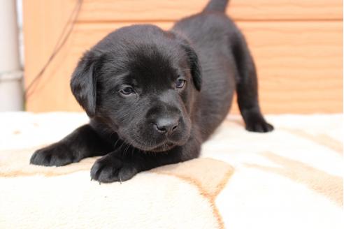 成約済の茨城県のラブラドールレトリーバー-29728の1枚目