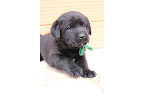成約済の茨城県のラブラドールレトリーバー-29729の1枚目