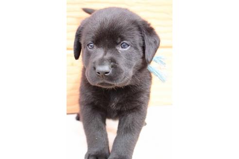 成約済の茨城県のラブラドールレトリーバー-29730の1枚目