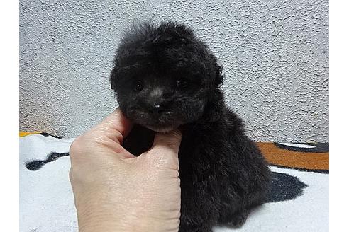 成約済の大阪府のトイプードル-29733の4枚目