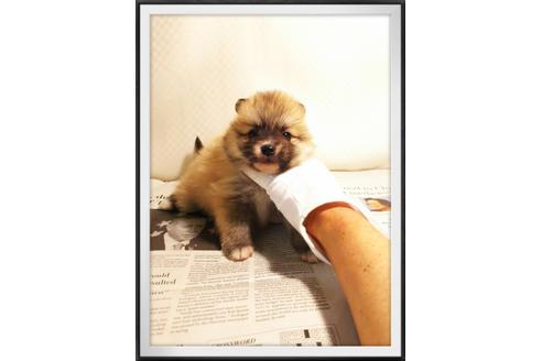 成約済の茨城県のポメラニアン-28920の1枚目
