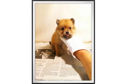 成約済の茨城県のポメラニアン-28922の4枚目