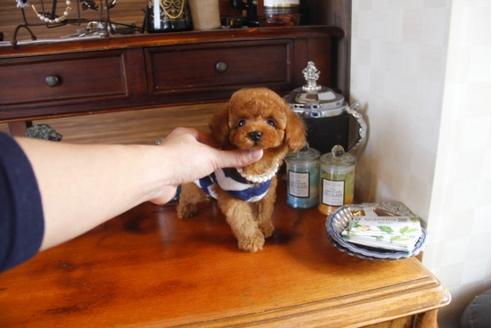 成約済の埼玉県のトイプードル-29738の3枚目