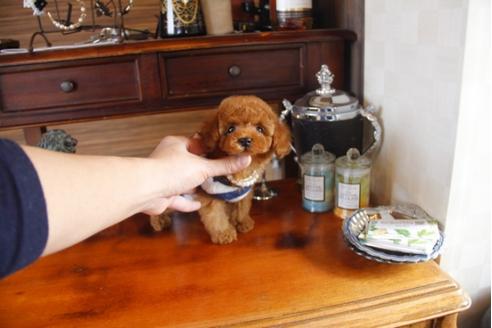 成約済の埼玉県のトイプードル-29738の4枚目