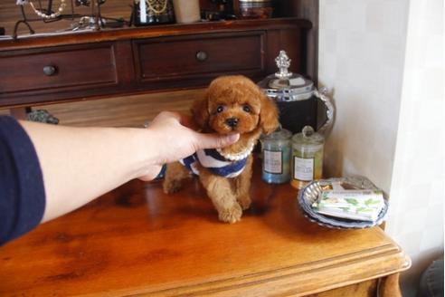 成約済の埼玉県のトイプードル-29738の5枚目