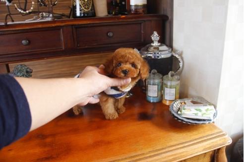 成約済の埼玉県のトイプードル-29738の1枚目