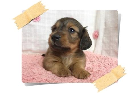 成約済の埼玉県のカニンヘンダックスフンド-29768の1枚目