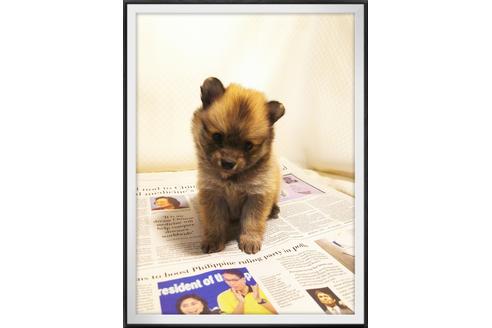 成約済の茨城県のポメラニアン-28919の2枚目