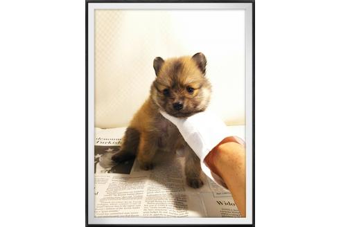 成約済の茨城県のポメラニアン-28919の3枚目