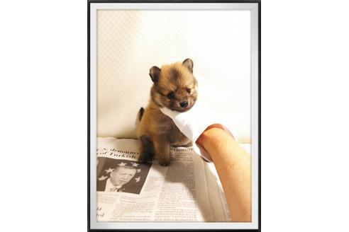成約済の茨城県のポメラニアン-28919の4枚目