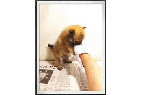 成約済の茨城県のポメラニアン-28919の5枚目