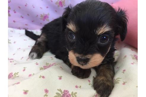 成約済の茨城県のミックス犬-29806の1枚目