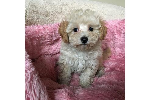 成約済の福岡県のミックス犬-28892の5枚目
