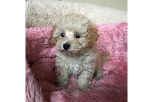 成約済の福岡県のミックス犬-28892の3枚目