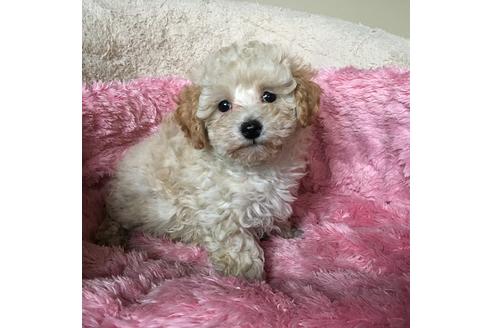 成約済の福岡県のミックス犬-28892の2枚目