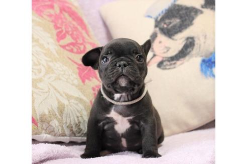 成約済の神奈川県のフレンチブルドッグ-29825の5枚目