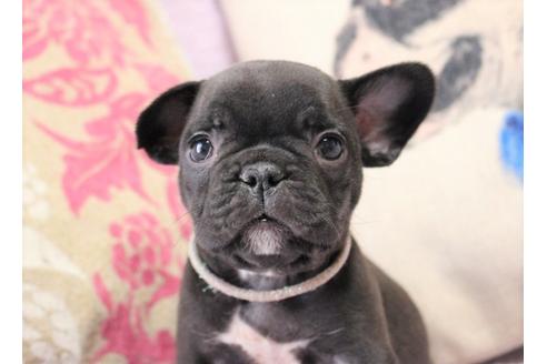 成約済の神奈川県のフレンチブルドッグ-29825の1枚目