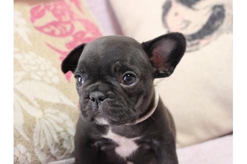 成約済の神奈川県のフレンチブルドッグ-29825の2枚目