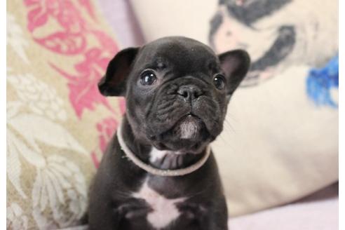 成約済の神奈川県のフレンチブルドッグ-29825の3枚目