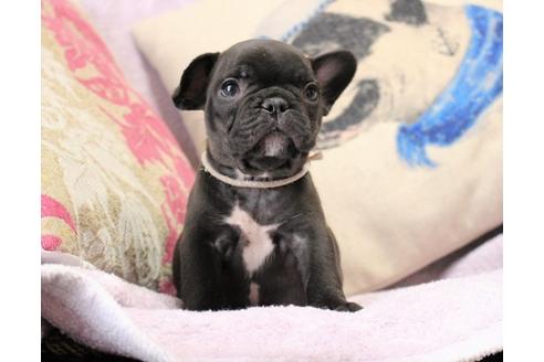 成約済の神奈川県のフレンチブルドッグ-29825の4枚目
