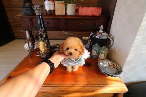 成約済の埼玉県のトイプードル-29838の5枚目