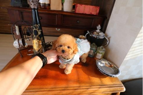 成約済の埼玉県のトイプードル-29838の1枚目