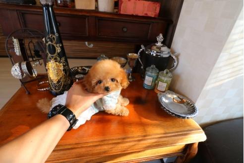 成約済の埼玉県のトイプードル-29838の2枚目