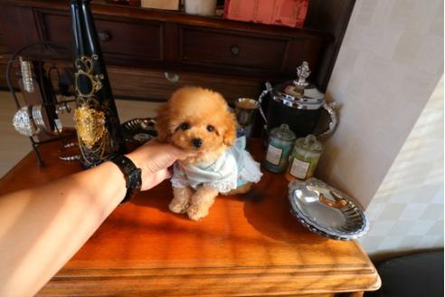 成約済の埼玉県のトイプードル-29838の3枚目