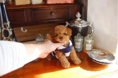 成約済の埼玉県のトイプードル-29839の1枚目