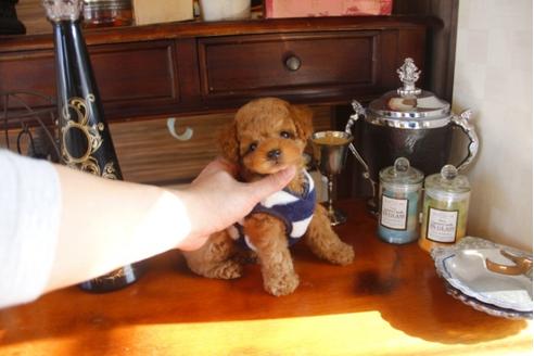 成約済の埼玉県のトイプードル-29839の2枚目