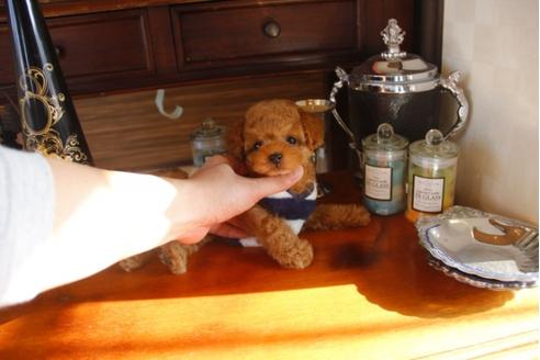 成約済の埼玉県のトイプードル-29839の3枚目