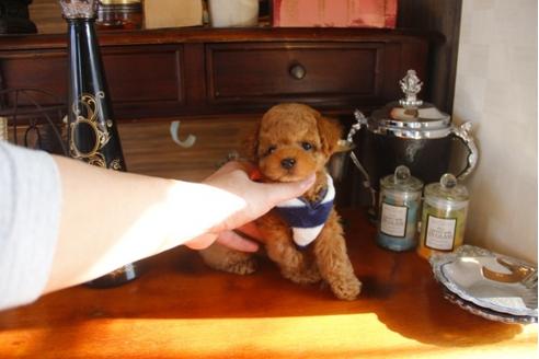 成約済の埼玉県のトイプードル-29839の4枚目