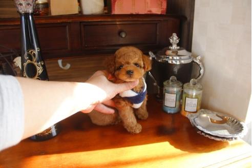 成約済の埼玉県のトイプードル-29839の5枚目