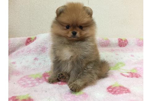 成約済の新潟県のポメラニアン-29840の1枚目